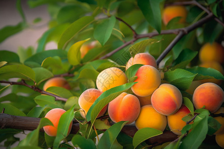 果园里丰收的桃子高清图片