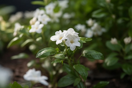 花园里的白色茉莉背景图片