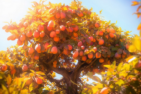 果园里的杏子树图片