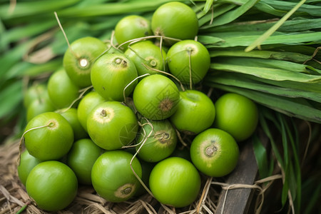 绿色果实植物图片