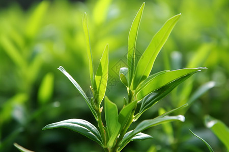 雨前龙井茶背景图片