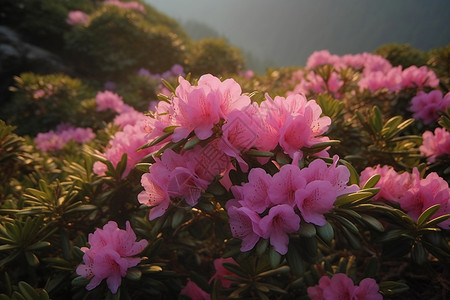 美丽的杜鹃花背景图片