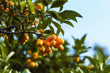 一棵枸杞树植物枸杞树高清图片