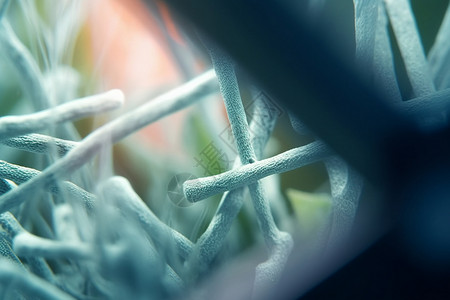 植物纤维植物纤维高清图片