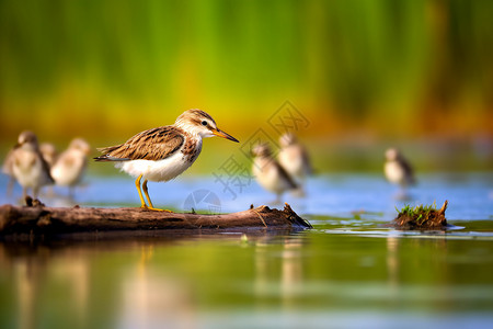 水鸟在湿地里捕鱼高清图片