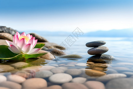 水里的鹅卵石和莲花高清图片