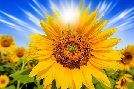阳光下的向日葵背景图片