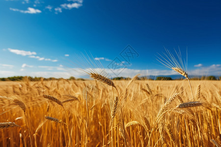 蓝底素材照片蓝天下金黄的麦子背景