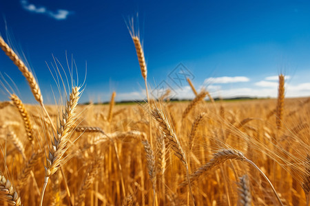 金黄的麦子蓝天下的麦子背景