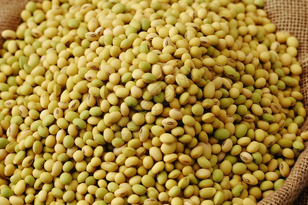 收获的黄豆天然蛋白质高清图片