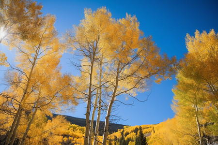 秋天金黄的白杨树林图片