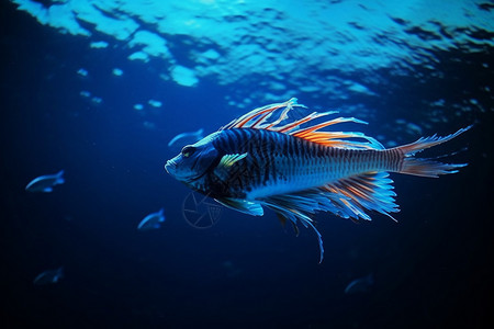 深海中的鱼背景图片