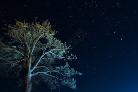 星空与树素材低角度的树与繁星的夜空设计图片