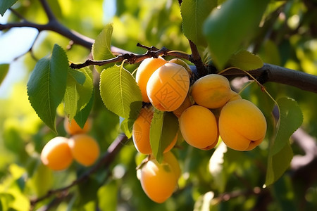 树上成熟的杏子背景图片