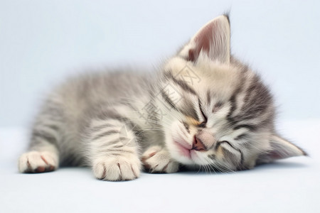 一只可爱的小猫在睡觉图片