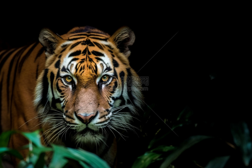 动物园凶猛的老虎图片