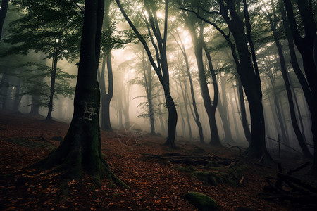 阴暗森林阴天的森林设计图片