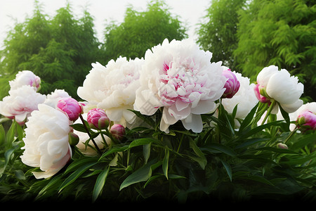 一簇美丽的大白牡丹花图片