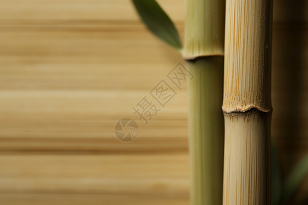 长青竹林中的竹子特写镜头背景