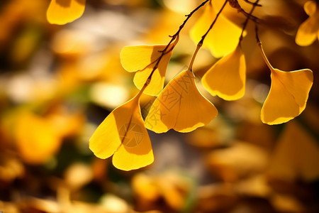 秋天的银杏叶图片