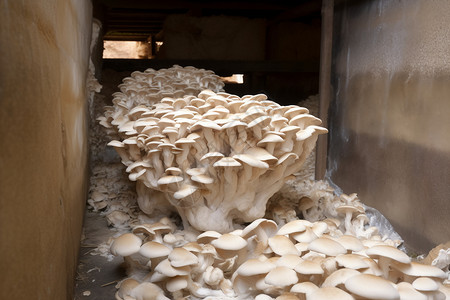 大型的蘑菇图片