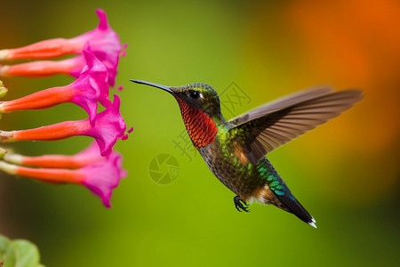 长嘴喙蜂鸟和花的照片背景