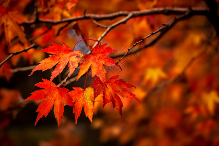 秋天的枫叶背景图片