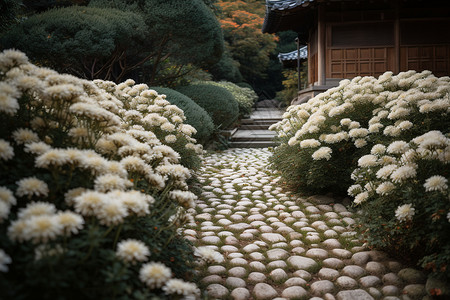 花园路花园中的菊花背景