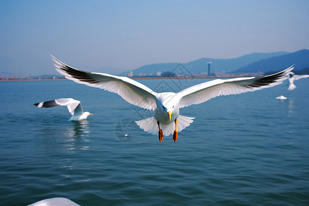 翱翔的海鸥背景图片