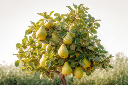 结满果实的梨树图片