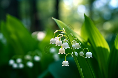 森林中的白色花朵图片