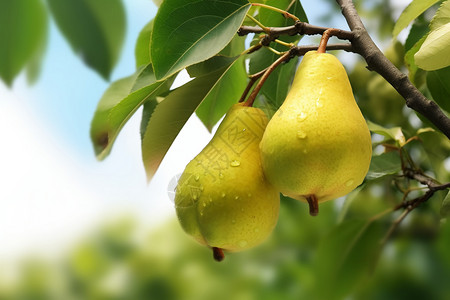 树枝上成熟的梨背景图片