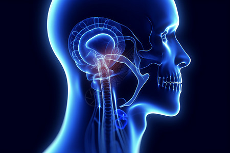 生物喉咙解剖概念图图片