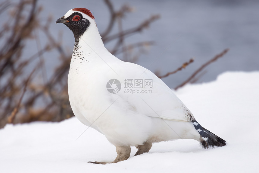 雪地的鸽子图片