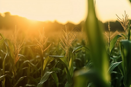 玉米地的落日背景图片