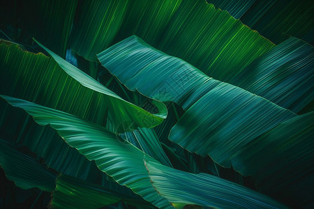 茂密的芭蕉树叶背景图片