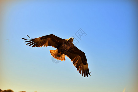 老鹰飞翔在天空中背景图片
