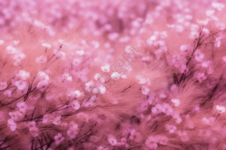 粉色花朵和毛茸茸背景图片