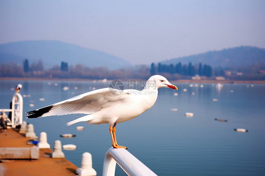 湖畔红嘴鸥伫立图片