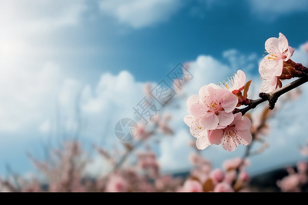 桃花纷飞落满天蓝色多云天空下的桃花背景