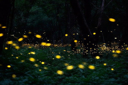 单体萤火虫森林里的萤火虫背景
