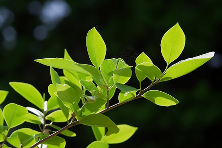 植物的绿叶树枝幼叶高清图片