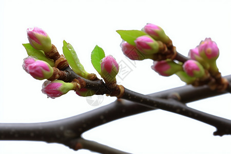 春天花满枝头高清图片
