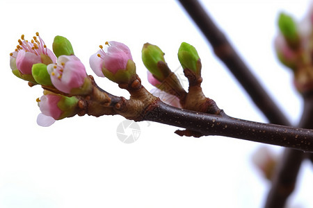 樱花的花枝背景图片