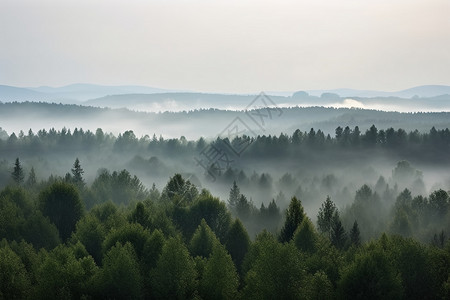 茂密树木森林远景背景