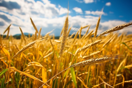 二十四节气处暑秋天的稻田背景