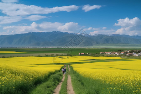 乡村的油菜花图片