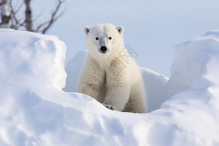 雪中玩耍的北极熊图片