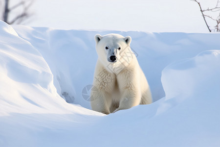 保护北极熊憨憨的北极熊背景