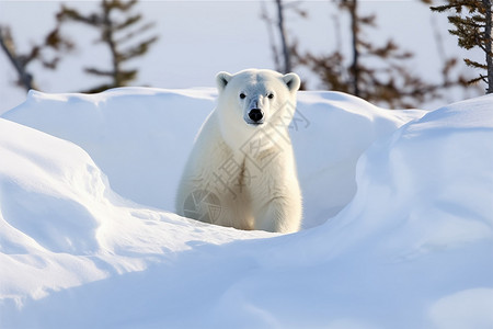 保护北极熊可爱的北极熊背景